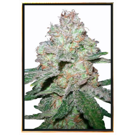 Amnesia Fast semi di cannabis - all'ingrosso, consegna in tutto il mondo