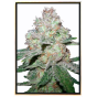 Amnesia Fast - graines de cannabis de qualité, grossiste, graines en vrac online