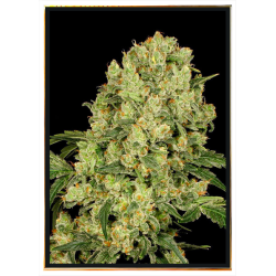 AK 47 Fast Cannabis Seeds - mayoristas, entrega en todo el mundo