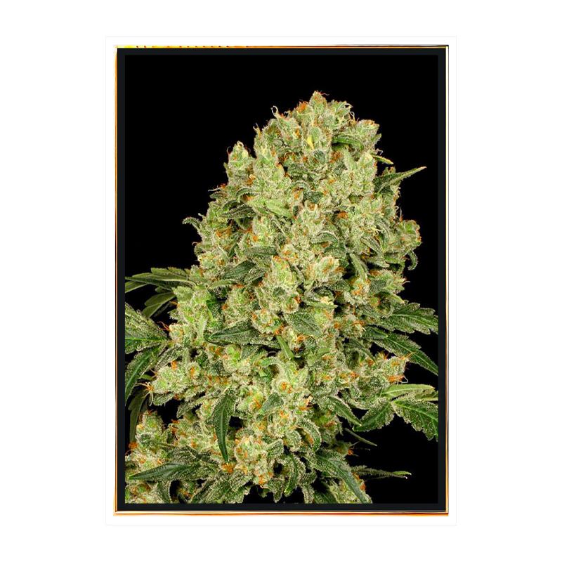 AK 47 Fast - tanie nasiona marihuany, nasiona konopi luzem, sprzedaż hurtowa