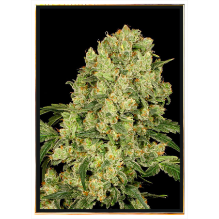 AK 47 Fast Cannabis Seeds - vendita all'ingrosso, consegna in tutto il mondo