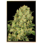 AK 47 Fast – levná semena marihuany, bulk seeds konopí, velkoobchod