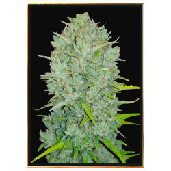 Northern Light Fast graines de cannabis - Graines en vrac, livraison mondiale