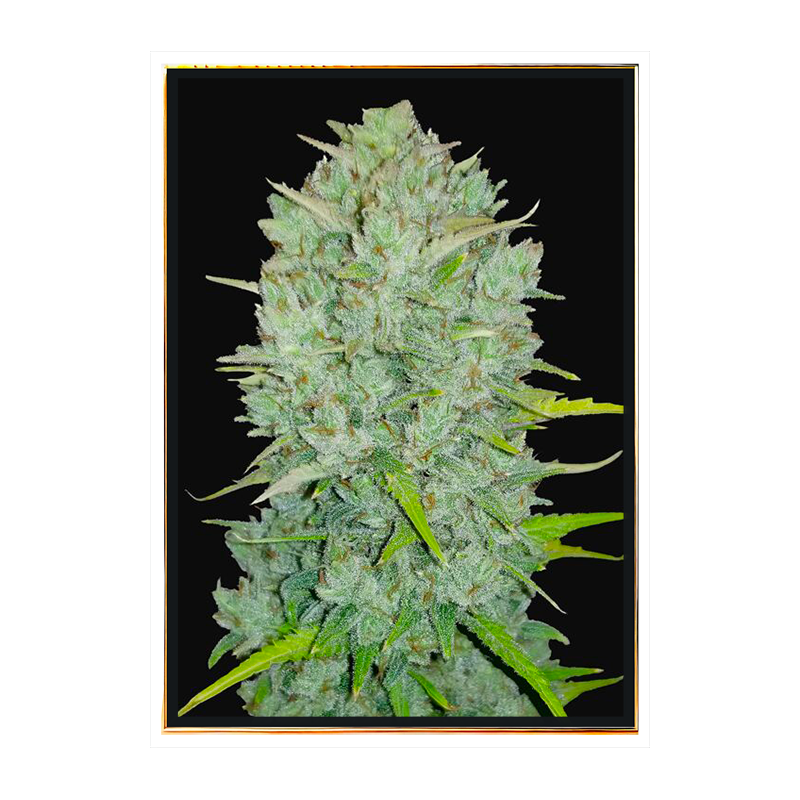 Northern Light Fast семена конопље – bulk seeds, целосветска испорука