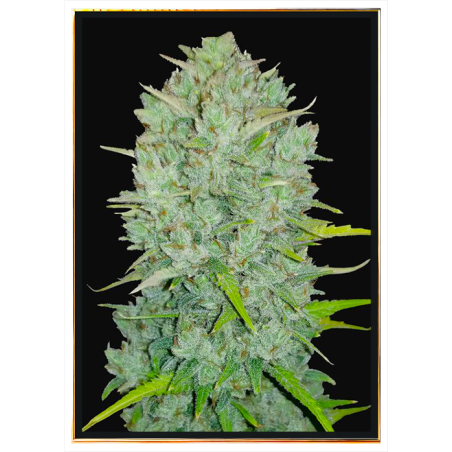 Northern Light Fast graines de cannabis - Graines en vrac, livraison mondiale