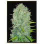 Northern Light Fast – autoflowering semena marihuany, velkoobchod, bulk