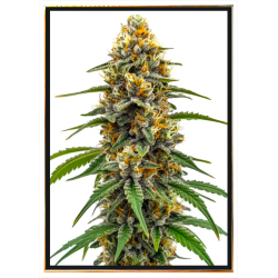 Black Poison Fast семена конопље – bulk seeds, целосветска испорука