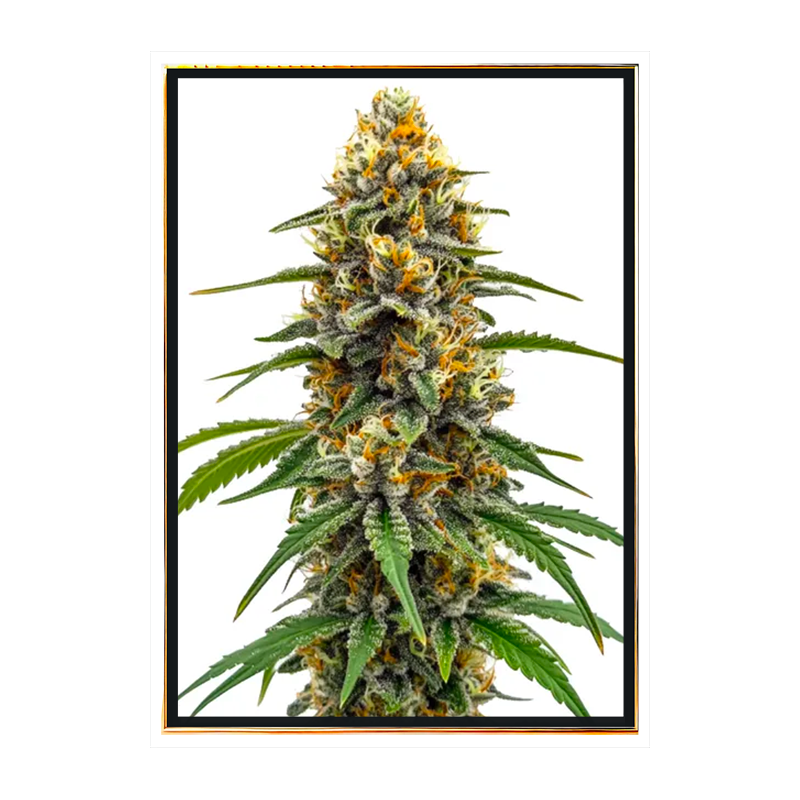 Black Poison Fast - feminized cannabis seeds, bulk seeds wholesale