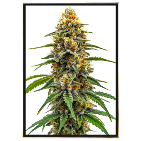 Black Poison Fast Cannabis samen - Bulkware, Internationaler Versand für Samen