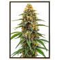 Black Poison Fast - graines de cannabis féminisées, grossiste en graines