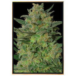 LSD 99 Fast graines de cannabis - graines en vrac, grossiste, livraison