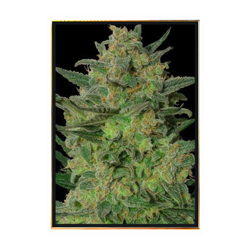 LSD 99 Fast - Marihuana samen, qualität samen, großhandel