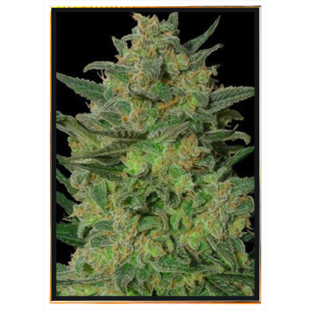 LSD 99 Fast семена конопље – bulk seeds, опт, испорука