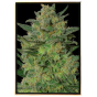 LSD 99 Fast – semena marihuany, kvalitní bulk seeds, velkoobchod
