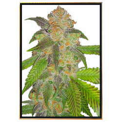 Semi di cannabis Cindy Blue Fast - semi sfusi, consegna in tutto il mondo