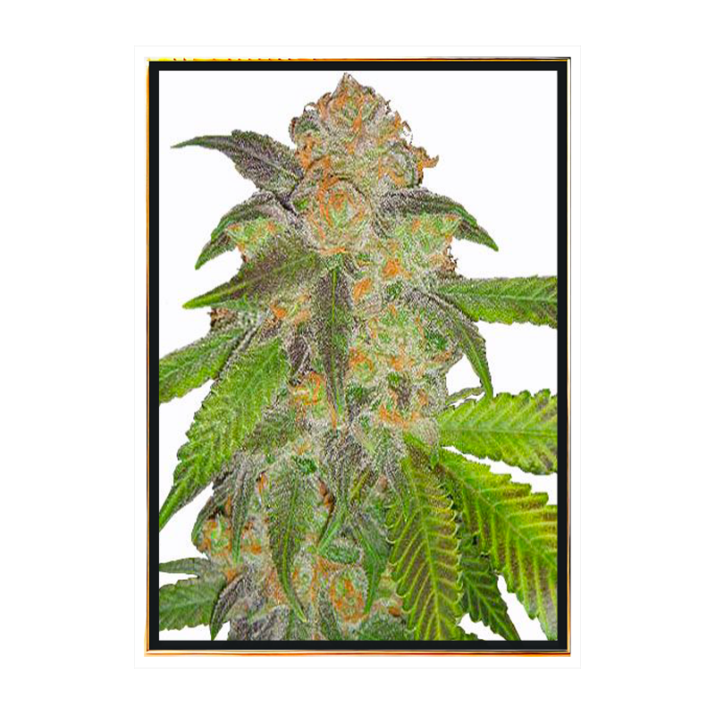 Cindy Blue Fast - semillas de cannabis de calidad, al por mayor, semillas a granel online