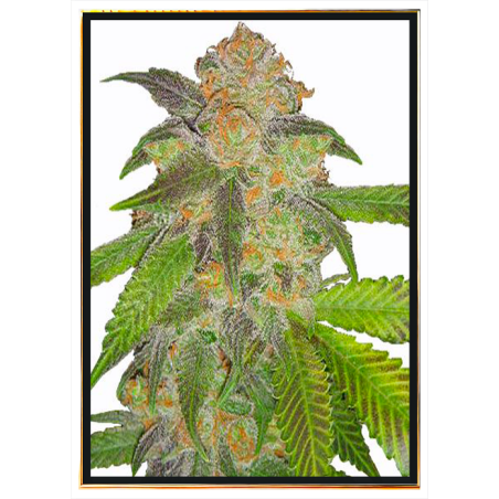 Semi di cannabis Cindy Blue Fast - semi sfusi, consegna in tutto il mondo