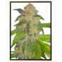 Cindy Blue Fast - semi di cannabis di qualità, all'ingrosso, semi sfusi online Cindy Blue Fast - semi di cannabis di qualità, all'ingrosso, semi sfusi online