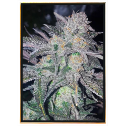 Semi di cannabis White Widow - semi sfusi, consegna in tutto il mondo