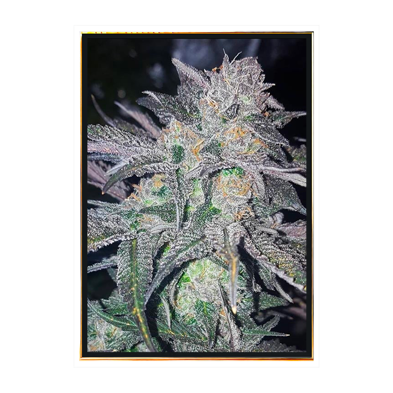 White Widow marihuana samen - Bulk-Samen, feminisiert, Großhandel