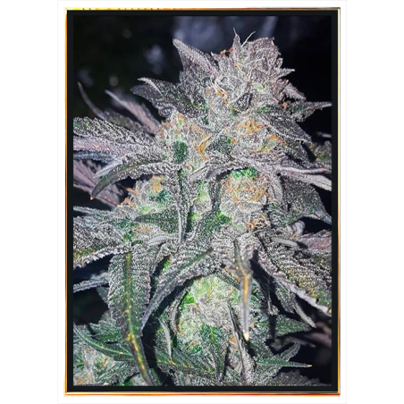 White Widow Hanfsamen - Großhandel mit Samen, weltweite Lieferung