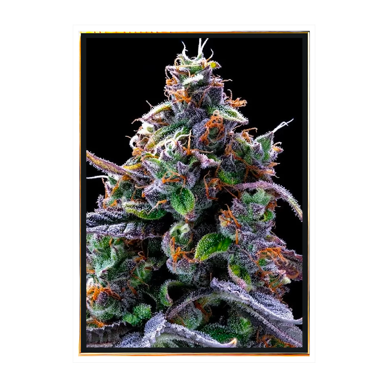 Berry Hanfsamen - autoflowering bulk seeds, Großhandel