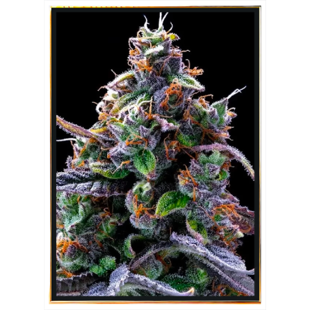 Berry semillas de cannabis - semillas a granel, al por mayor, entrega discreta