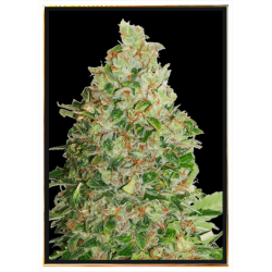 Tropic BCN cannabis seeds - bulk seeds, wholesale, delivery