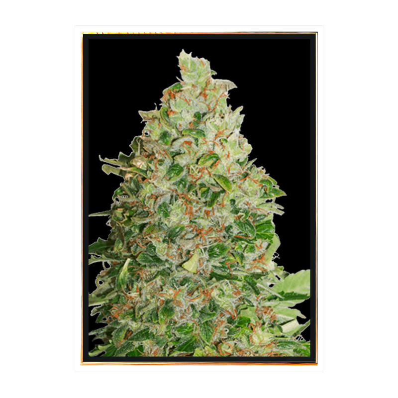 Semi di marijuana Tropic BCN - semi sfusi di qualità, all'ingrosso online Semi di marijuana Tropic BCN - semi sfusi di qualità, all'ingrosso online