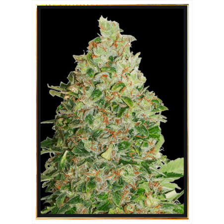 Tropic BCN marijuana seeds - quality bulk seeds, wholesale online