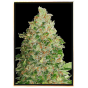 Semi di marijuana Tropic BCN - semi sfusi di qualità, all'ingrosso online Semi di marijuana Tropic BCN - semi sfusi di qualità, all'ingrosso online
