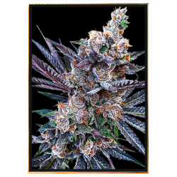 Rainbow Chips graines de cannabis - graines en vrac, grossiste