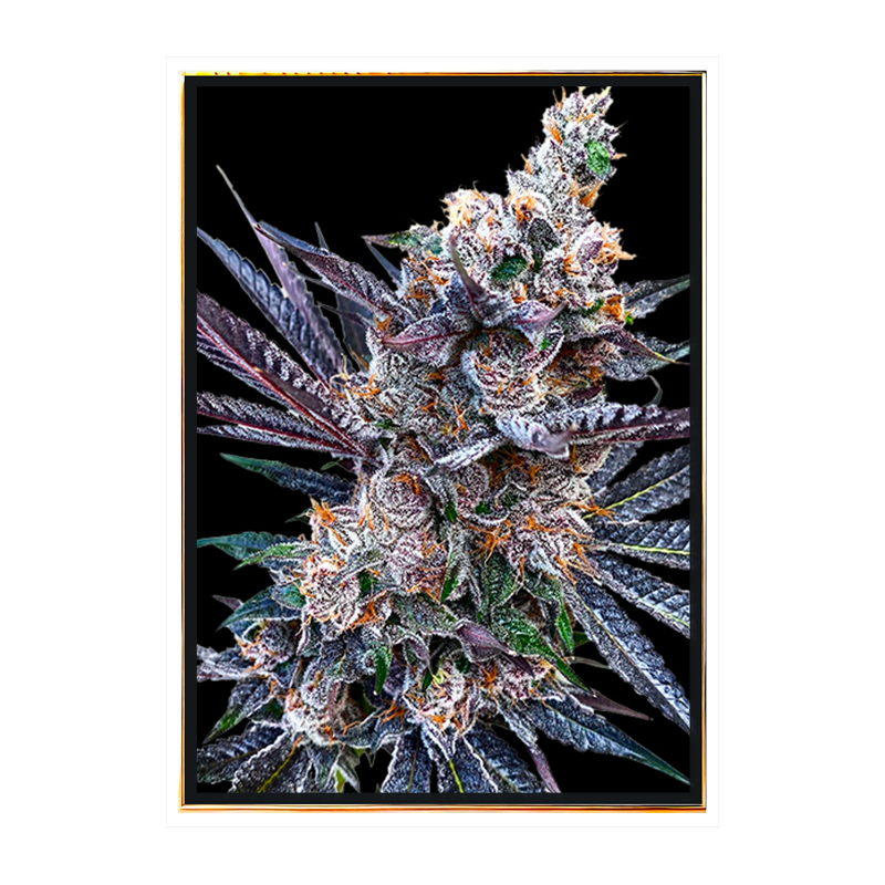 Semi di cannabis femminizzati Rainbow Chips - ingrosso, semi sfusi