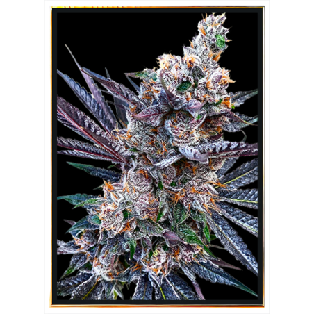 Rainbow Chips feminized cannabis seeds - wholesale, bulk seeds