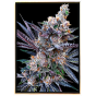 Rainbow Chips semillas feminizadas de cannabis - venta al por mayor, semillas a granel Rainbow Chips semillas feminizadas de cannabis - venta al por mayor, semillas a granel