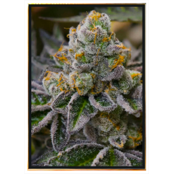 Girl Scout Cookies graines de cannabis - Grosses graines, hauts rendements