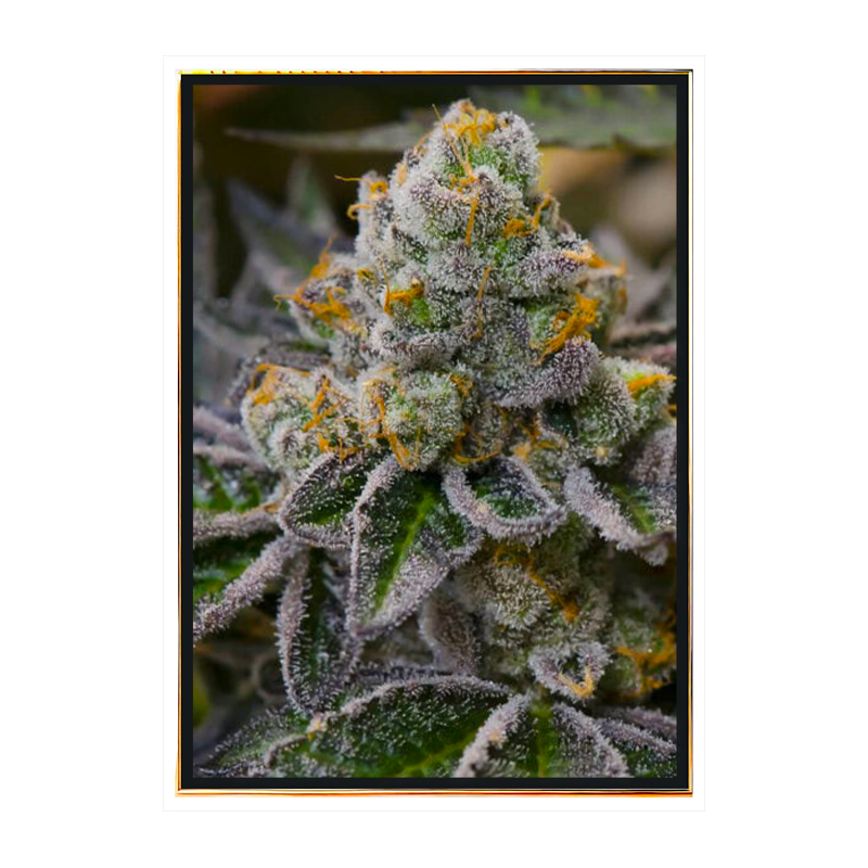 Girl Scout Cookies graines de cannabis - graines en vrac, grossiste en ligne Girl Scout Cookies graines de cannabis - graines en vrac, grossiste en ligne