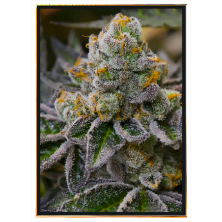 Girl Scout Cookies семена конопље – опт, висок принос