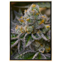 Girl Scout Cookies marijuana seeds - bulk seeds, wholesale online