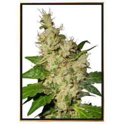 Nicole Kush Cannabis Seeds - Premium Genetics, Worldwide Delivery