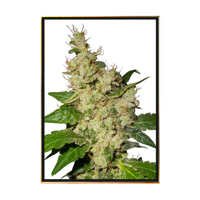 Semi di cannabis femminizzati Nicole Kush - semi all'ingrosso, semi sfusi online