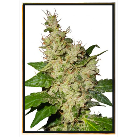 Nicole Kush feminizovaná semena konopí – velkoobchod, bulk seeds online
