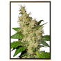 Semi di cannabis femminizzati Nicole Kush - semi all'ingrosso, semi sfusi online