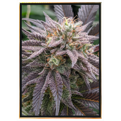 Mendosino PK Cannabis Seeds - grossiste, livraison partout dans le monde