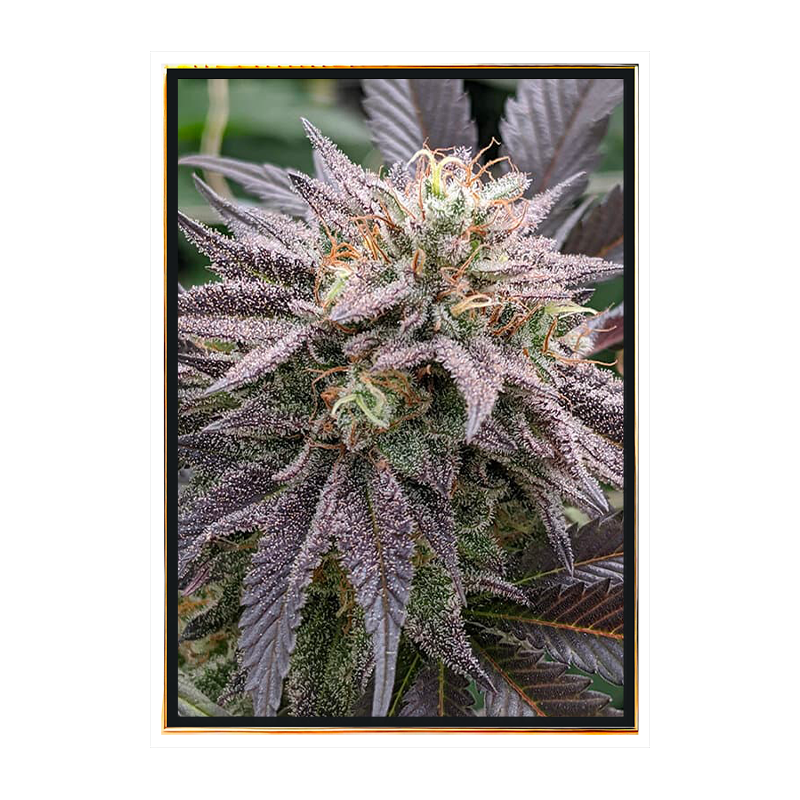 Mendosino PK Marihuana Samen - Großhandel mit feminisierten Samen