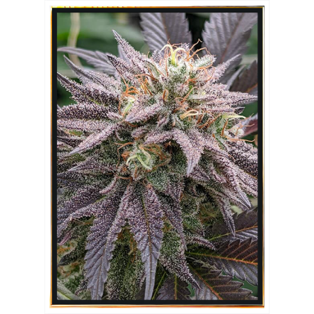 Mendosino PK Cannabis Seeds - Großhandel, weltweite Lieferung