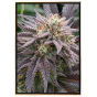 Mendosino PK marijuana seeds - feminized bulk seeds wholesale