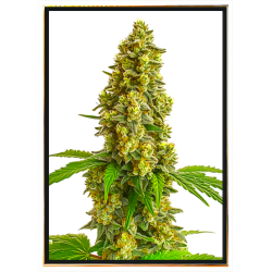 Lemon Haze семена конопље – врхунски квалитет, испорука