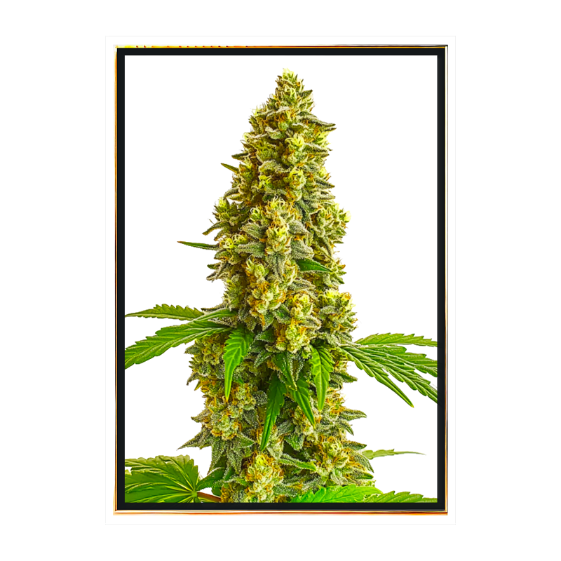 Lemon Haze Semillas de Cannabis - Semillas Feminizadas de calidad al por mayor Lemon Haze Semillas de Cannabis - Semillas Feminizadas de calidad al por mayor