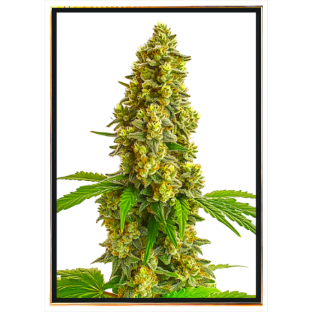Nasiona konopi Lemon Haze - wysokiej jakości nasiona feminizowane hurtowo
